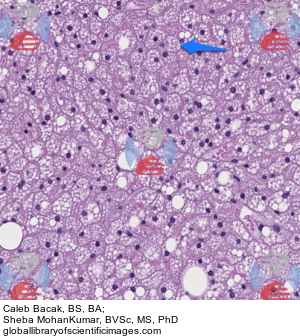 brown adipose connective tissue