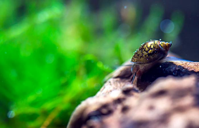 Snail in an aquarium