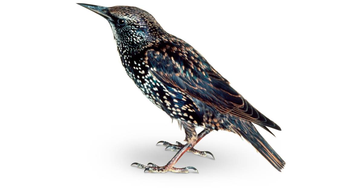 starlings facts what do starlings eat dk find out starlings facts what do starlings eat dk find out