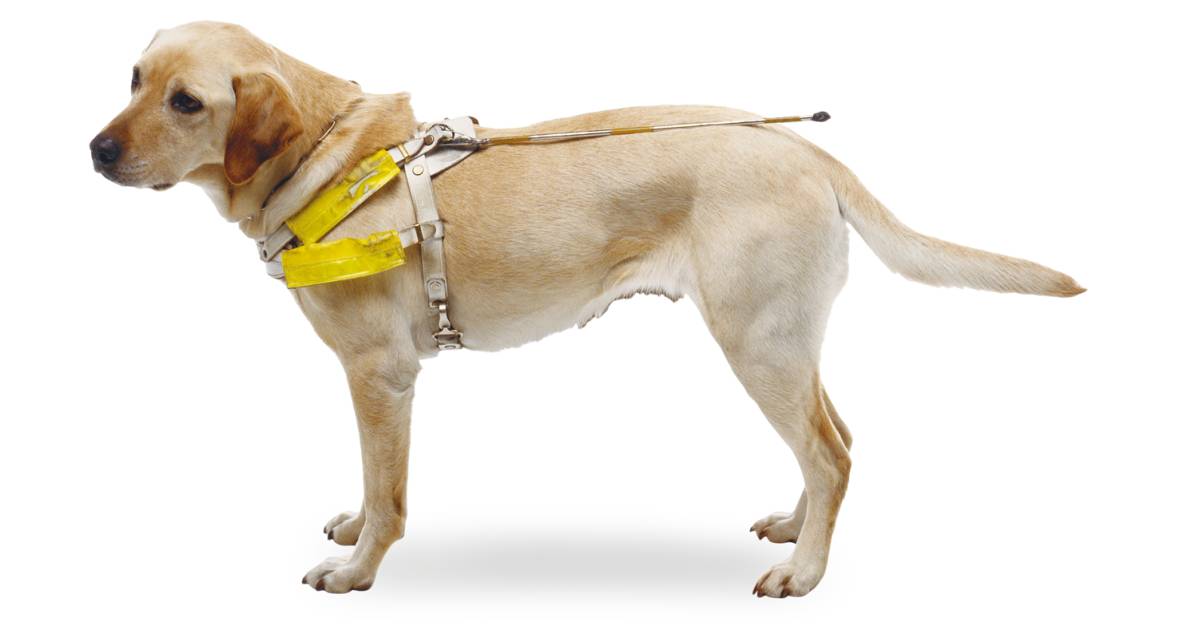 Seeing Eye Dogs Uk Seeing Eye Dogs Uk