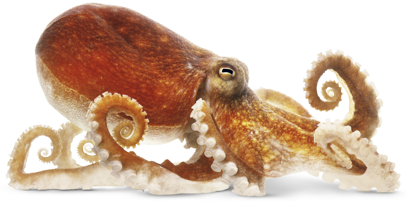 Why octopuses are awesome