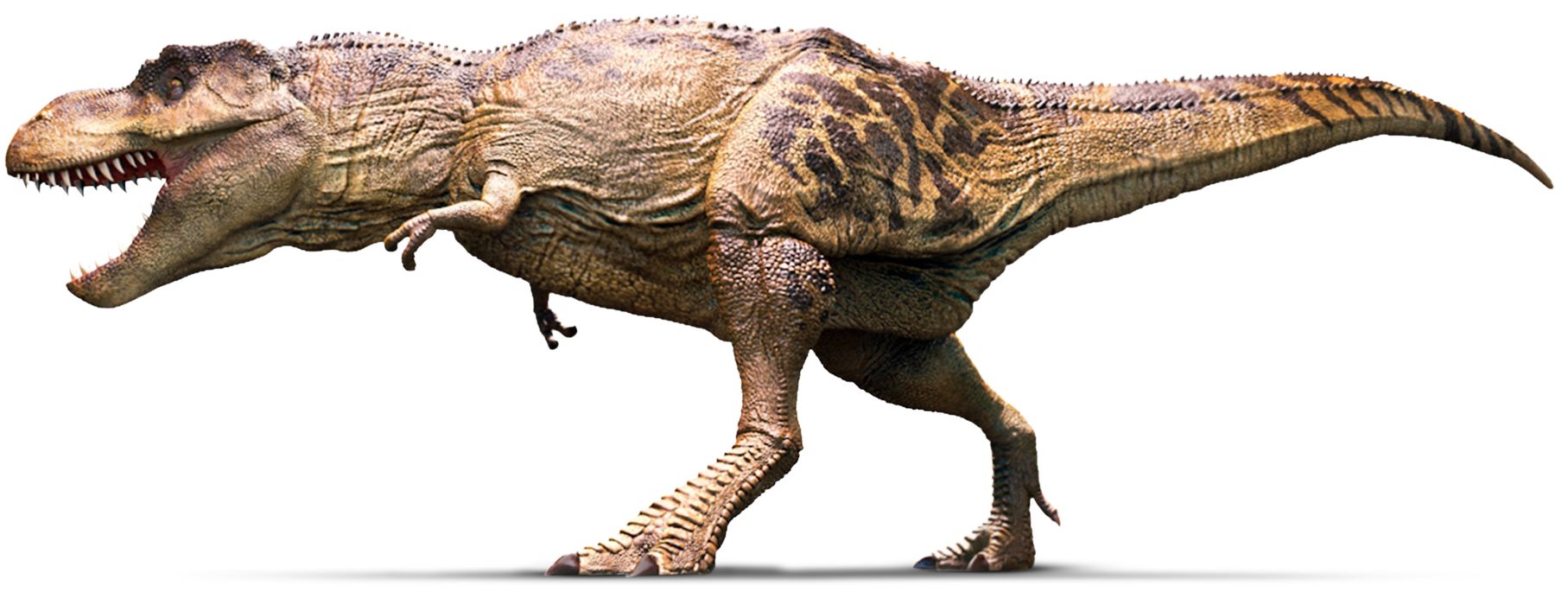 Une image de tyrannosaure rex à colorier 