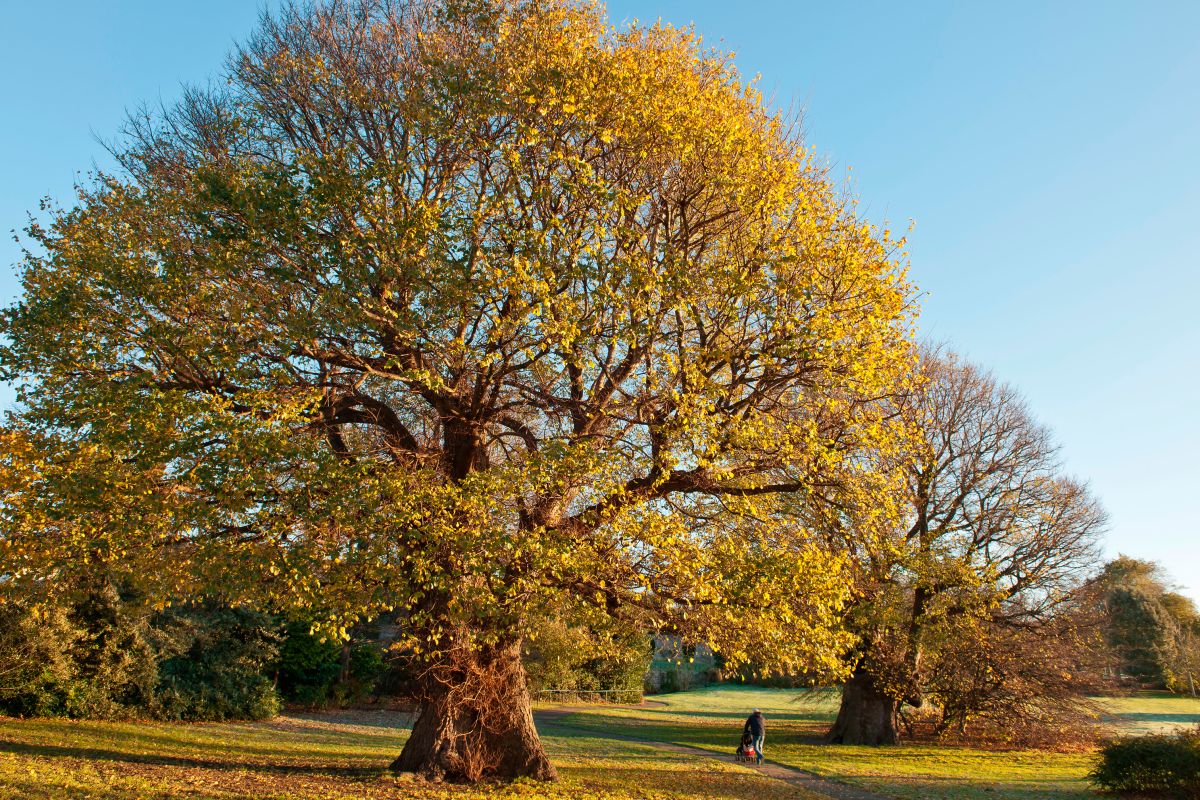 more deciduous trees images animals and nature lessons dk find out more deciduous trees images animals and nature lessons dk find out
