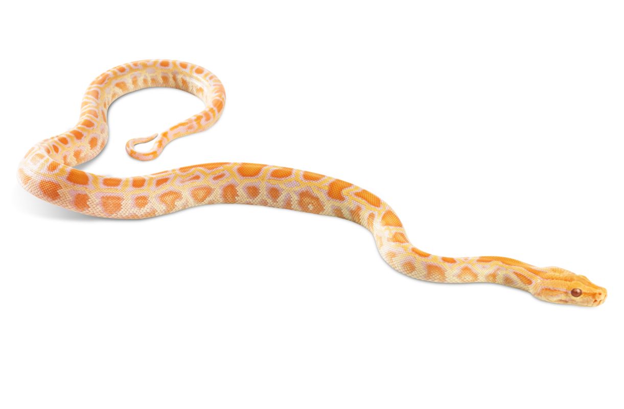 DK Find Out! | Fun Facts for Kids on Animals, Earth, History and more!