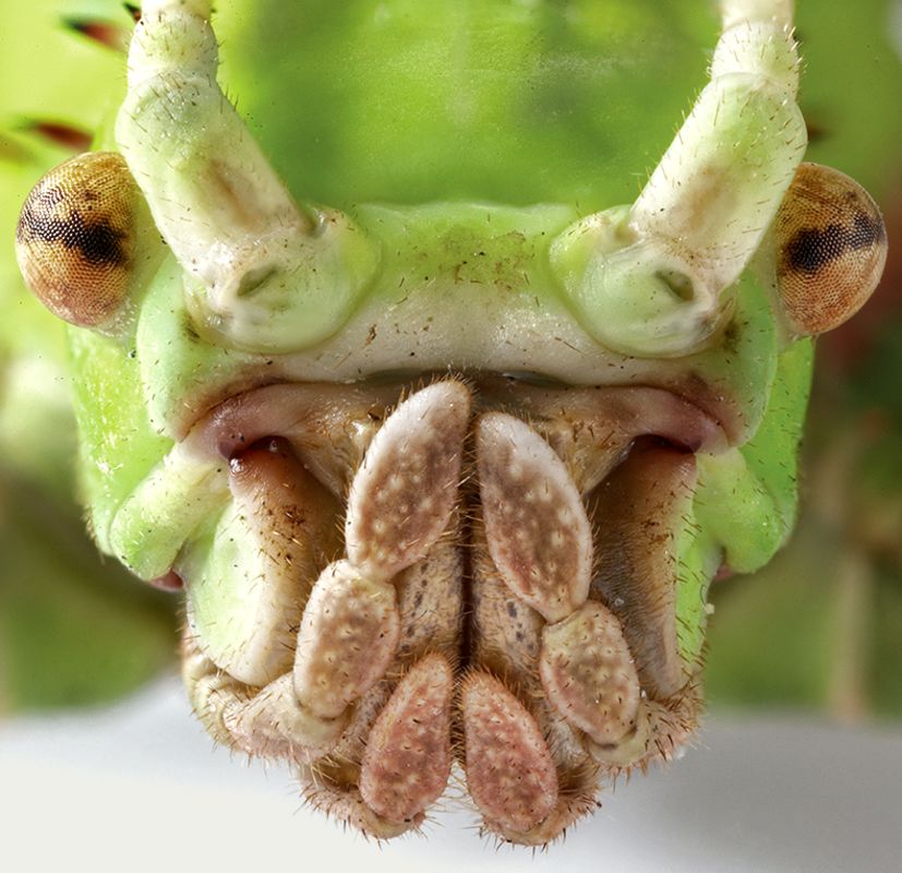 DK Find Out! Fun Facts for Kids on Animals, Earth, History and more!