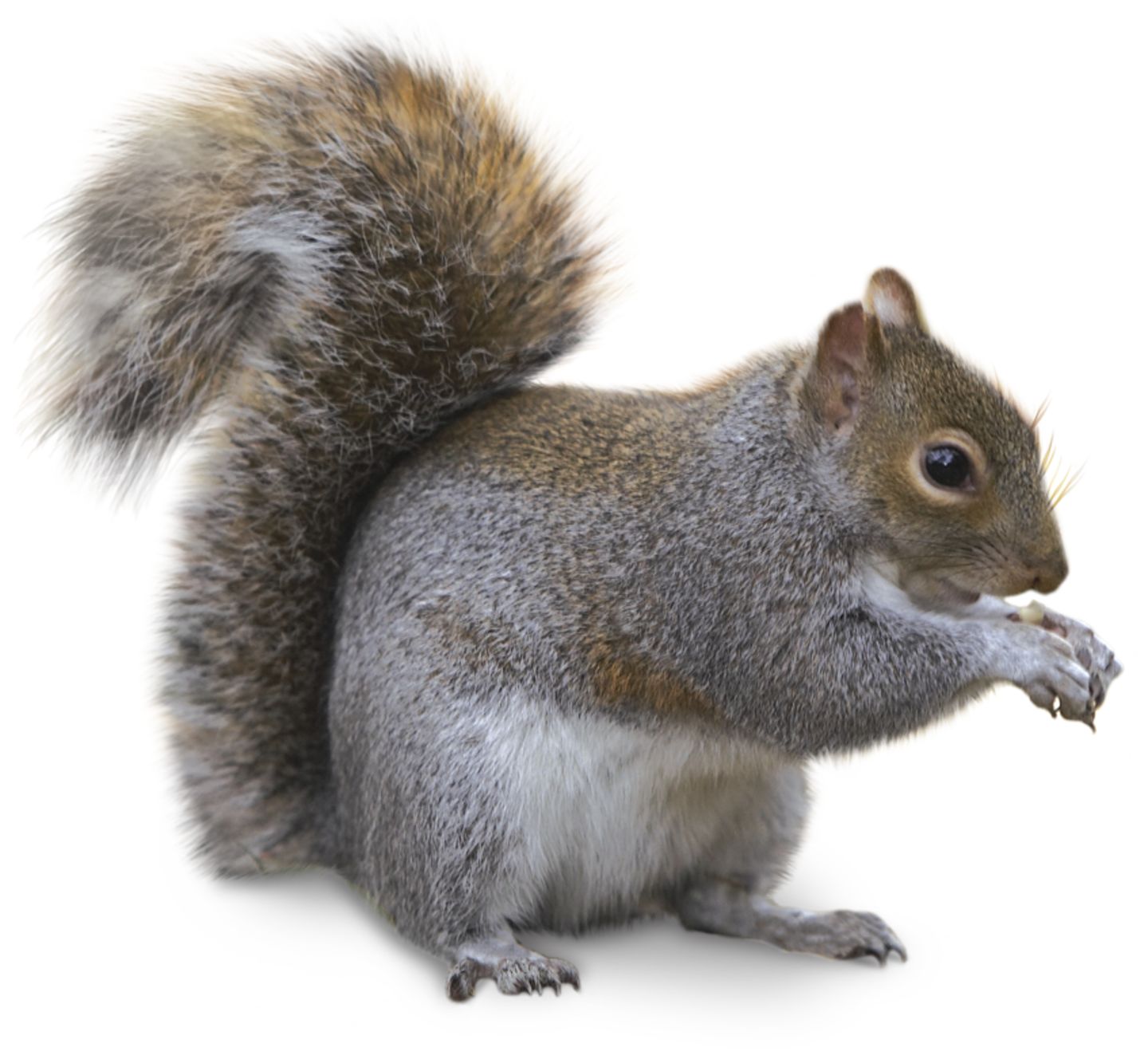 Have Rodent hairy tail grey are not Useful message Rodent hairy tail grey