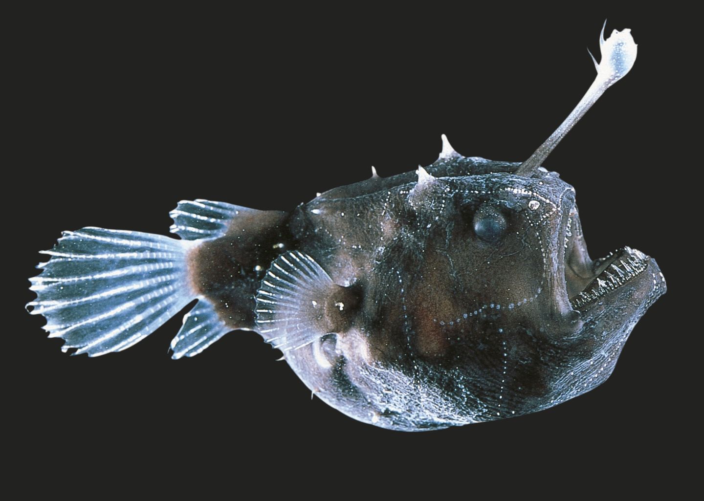 deep sea angler fish size