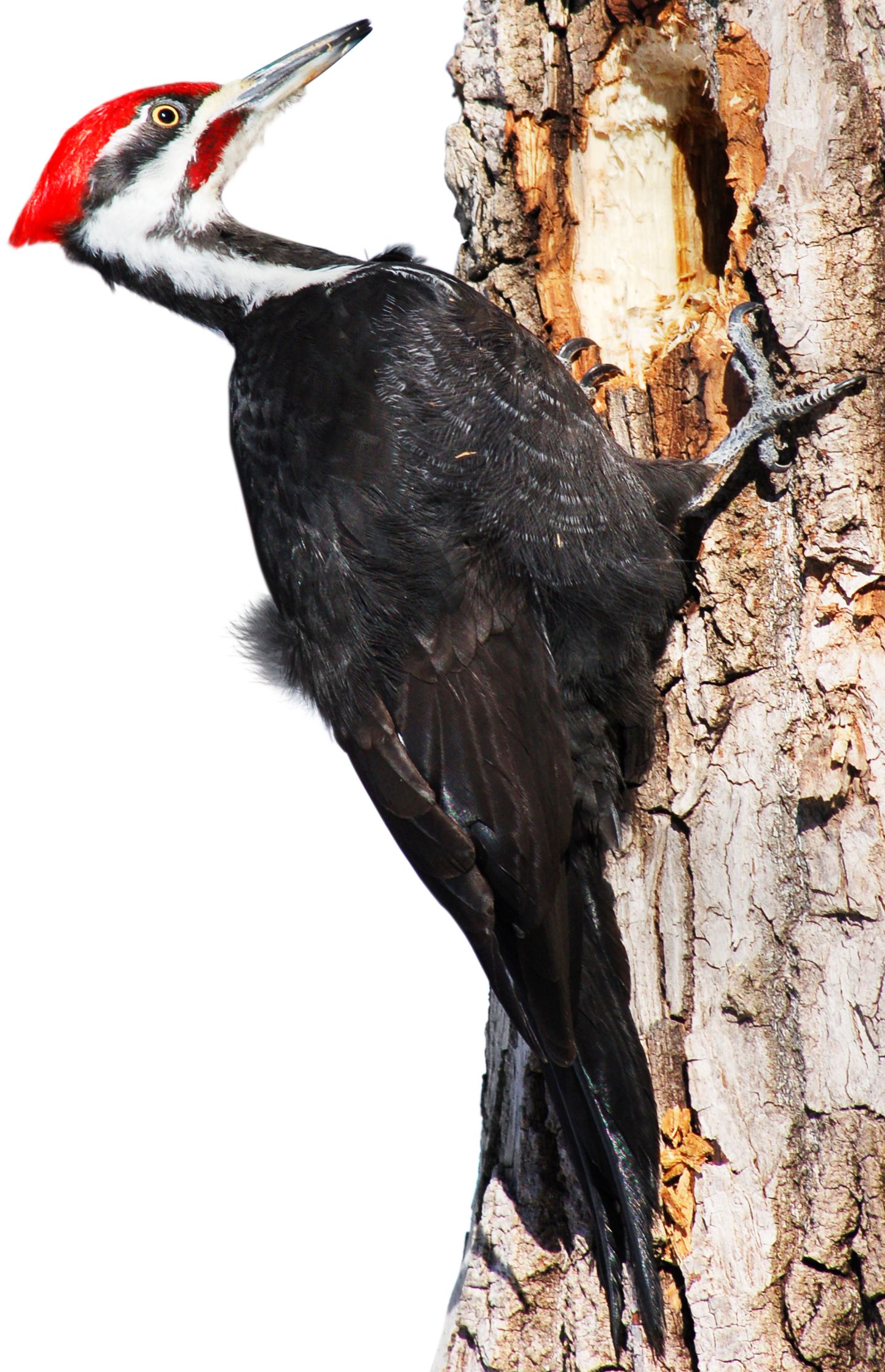 types of woodpeckers woodpecker species dk find out types of woodpeckers woodpecker species dk find out