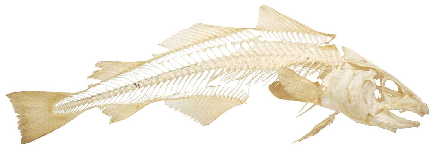 DK Find Out! Fun Facts for Kids on Animals, Earth, History and more!