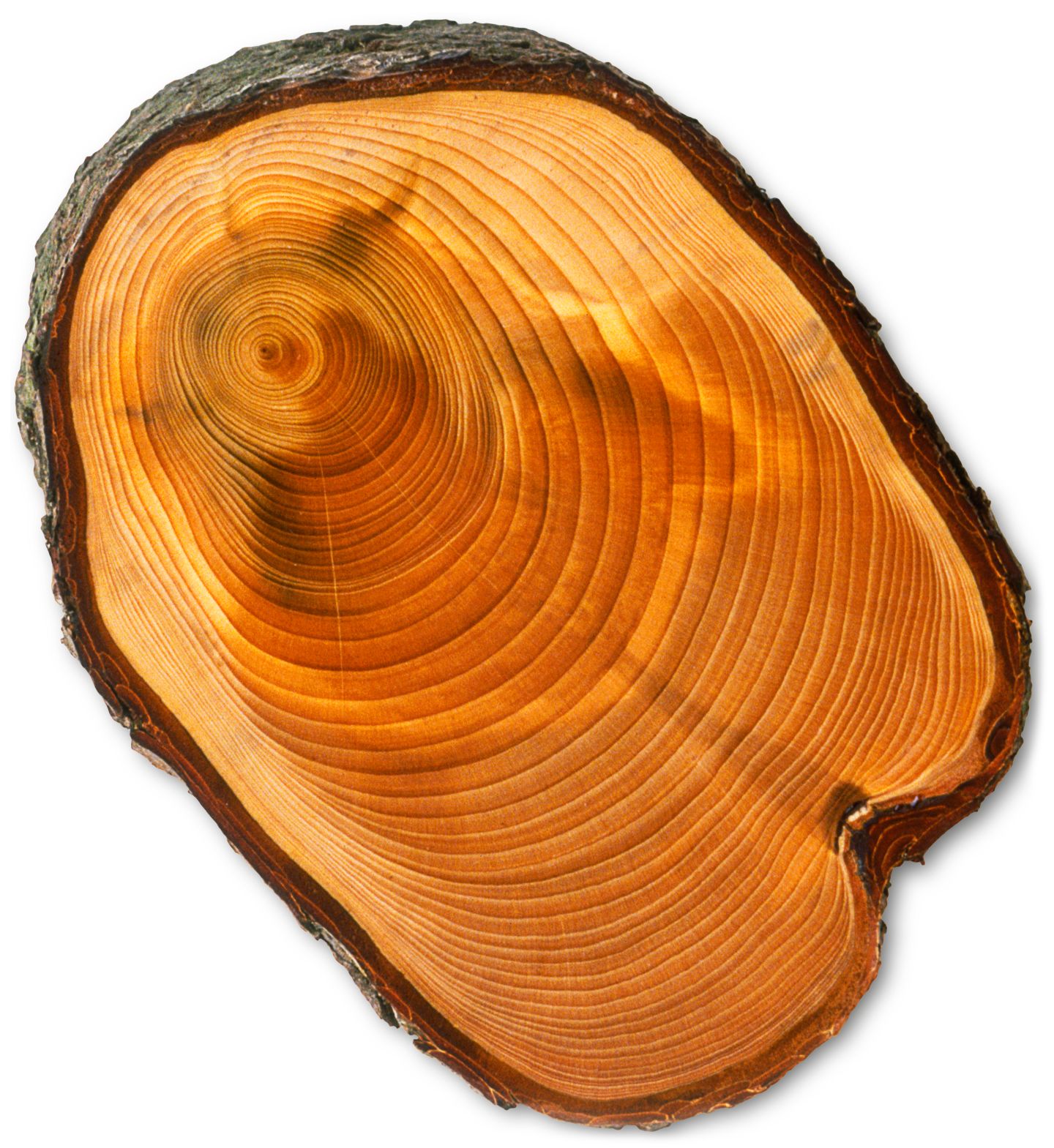 DK Find Out! Fun Facts for Kids on Animals, Earth, History and more!