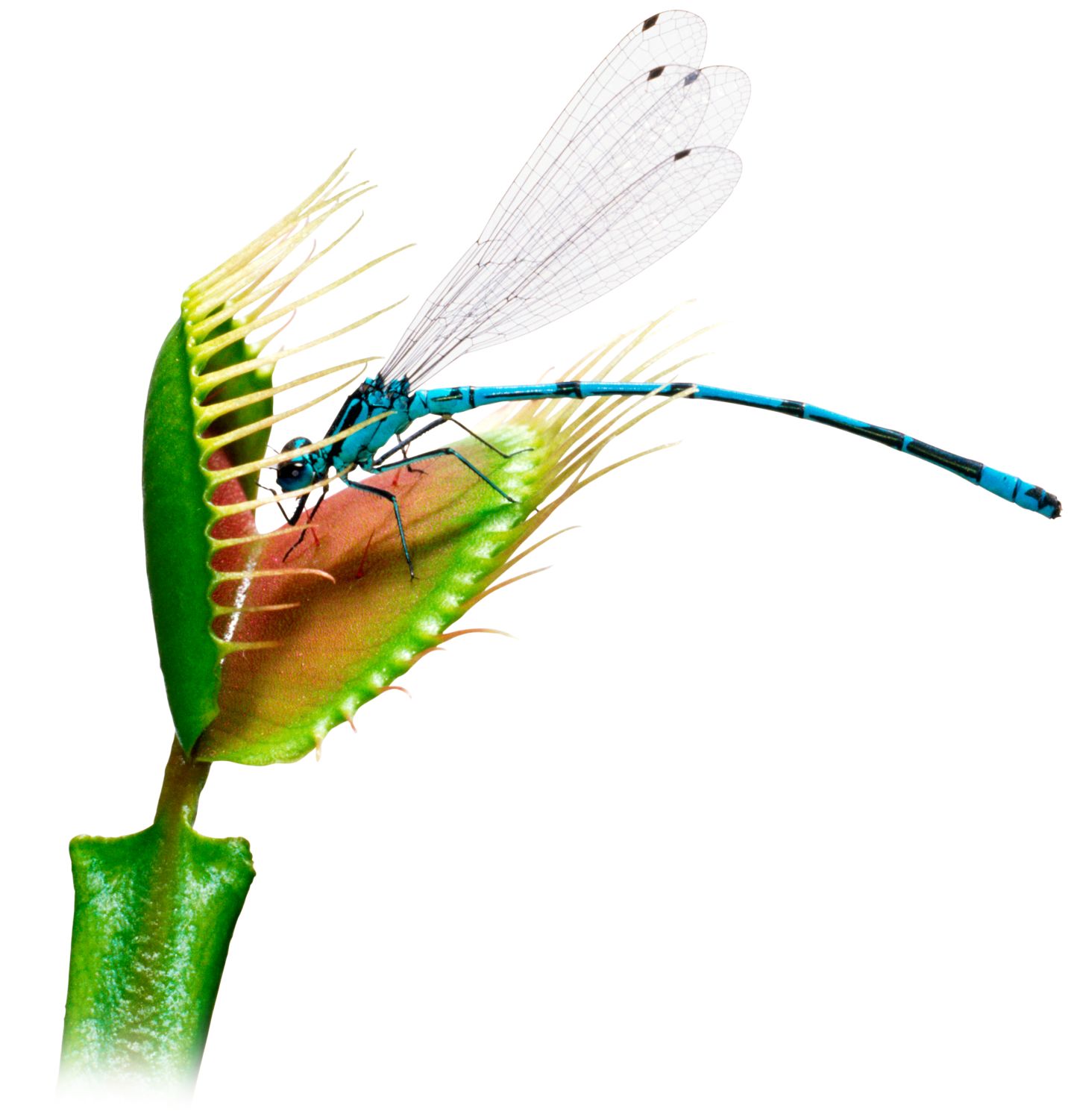 DK Find Out! Fun Facts for Kids on Animals, Earth