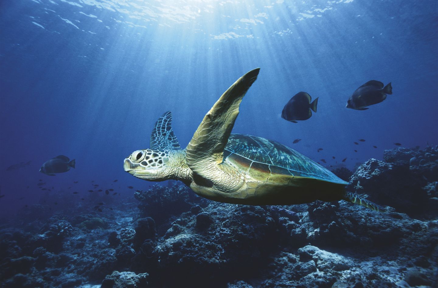 how-long-can-sea-turtles-hold-their-breath-the-correct-answer-is-7