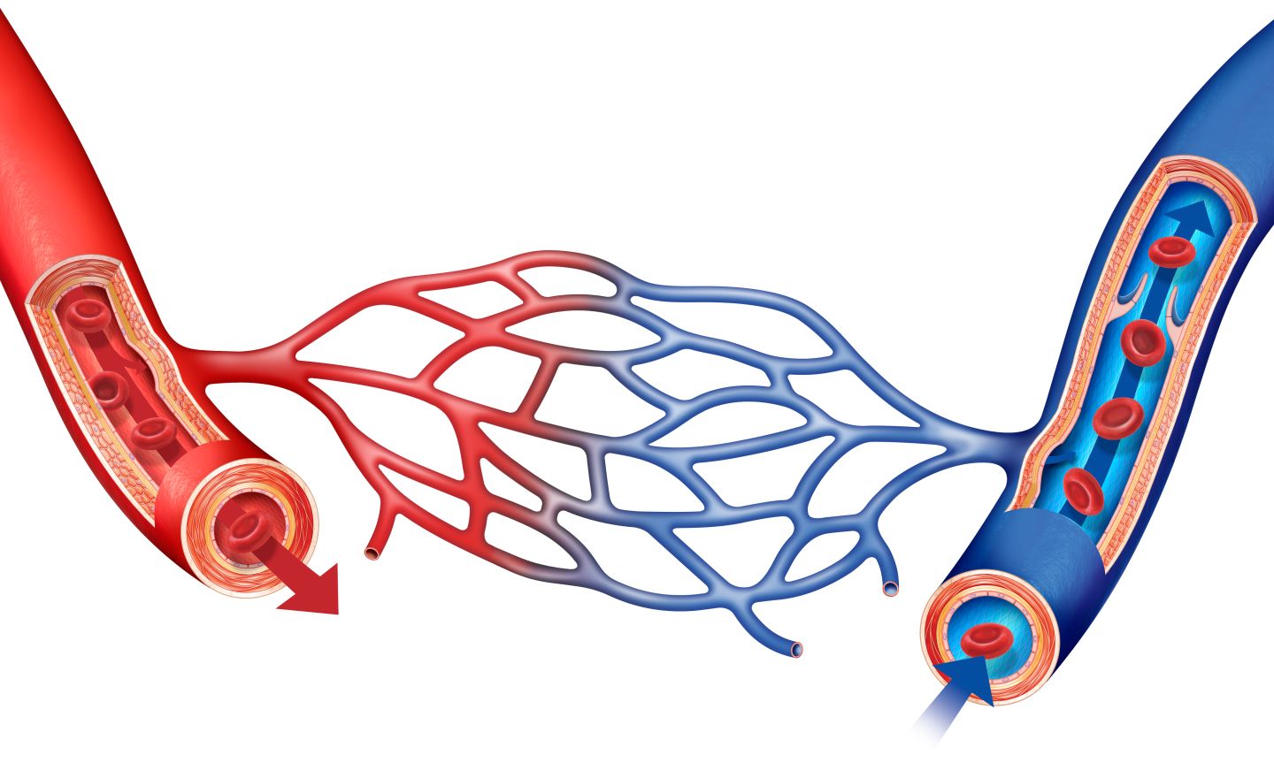 structure-of-blood-vessels-draw-diagrams-of-arteries-veins-and