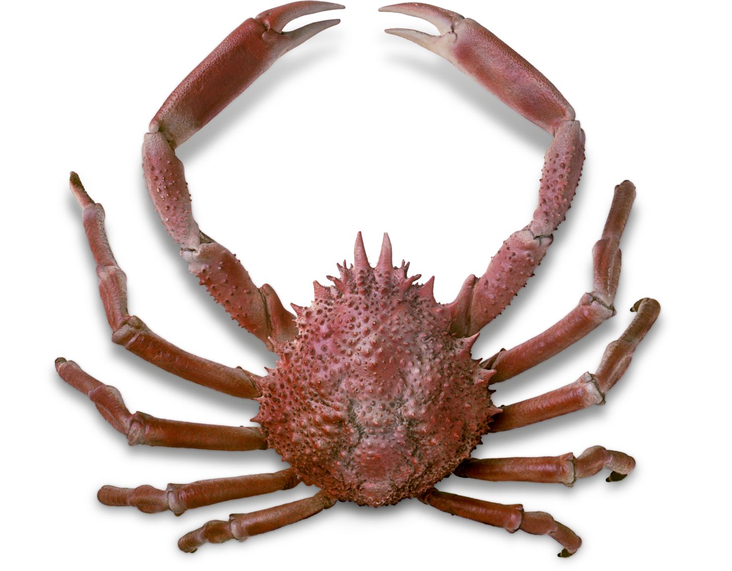 spider crab