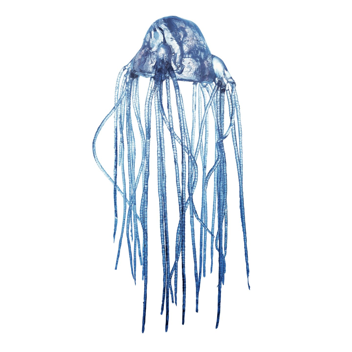 box-jellyfish-facts-for-kids-dk-find-out