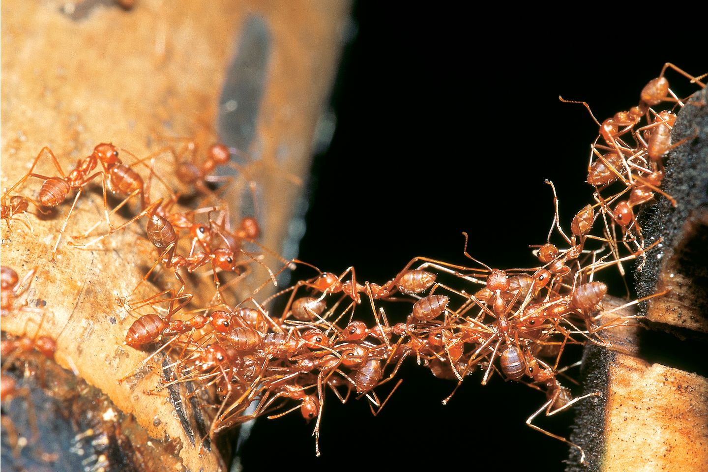 army ants Blades of green informs residents about army ants maryland pest control. army ants Blades of green informs residents about army ants maryland pest control.