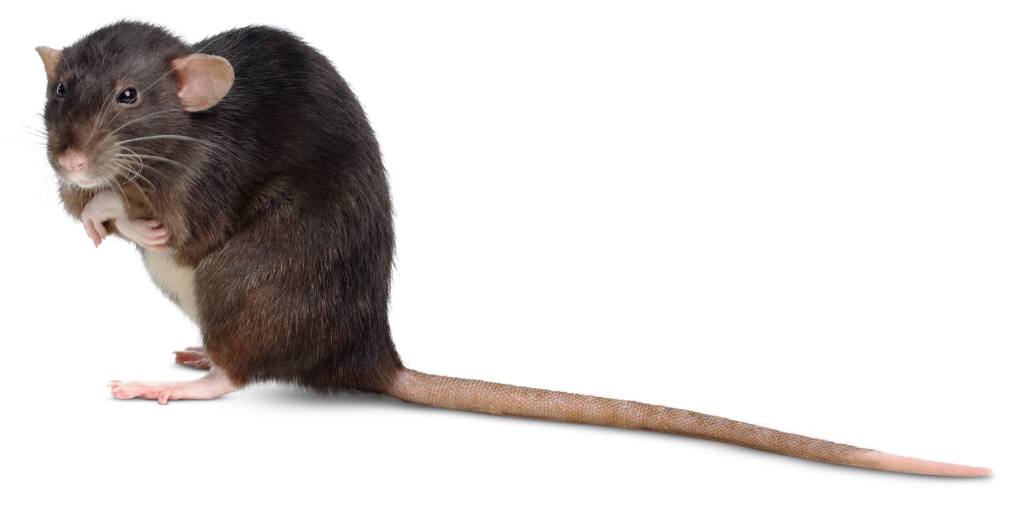 DK Find Out! Fun Facts for Kids on Animals, Earth, History and more!