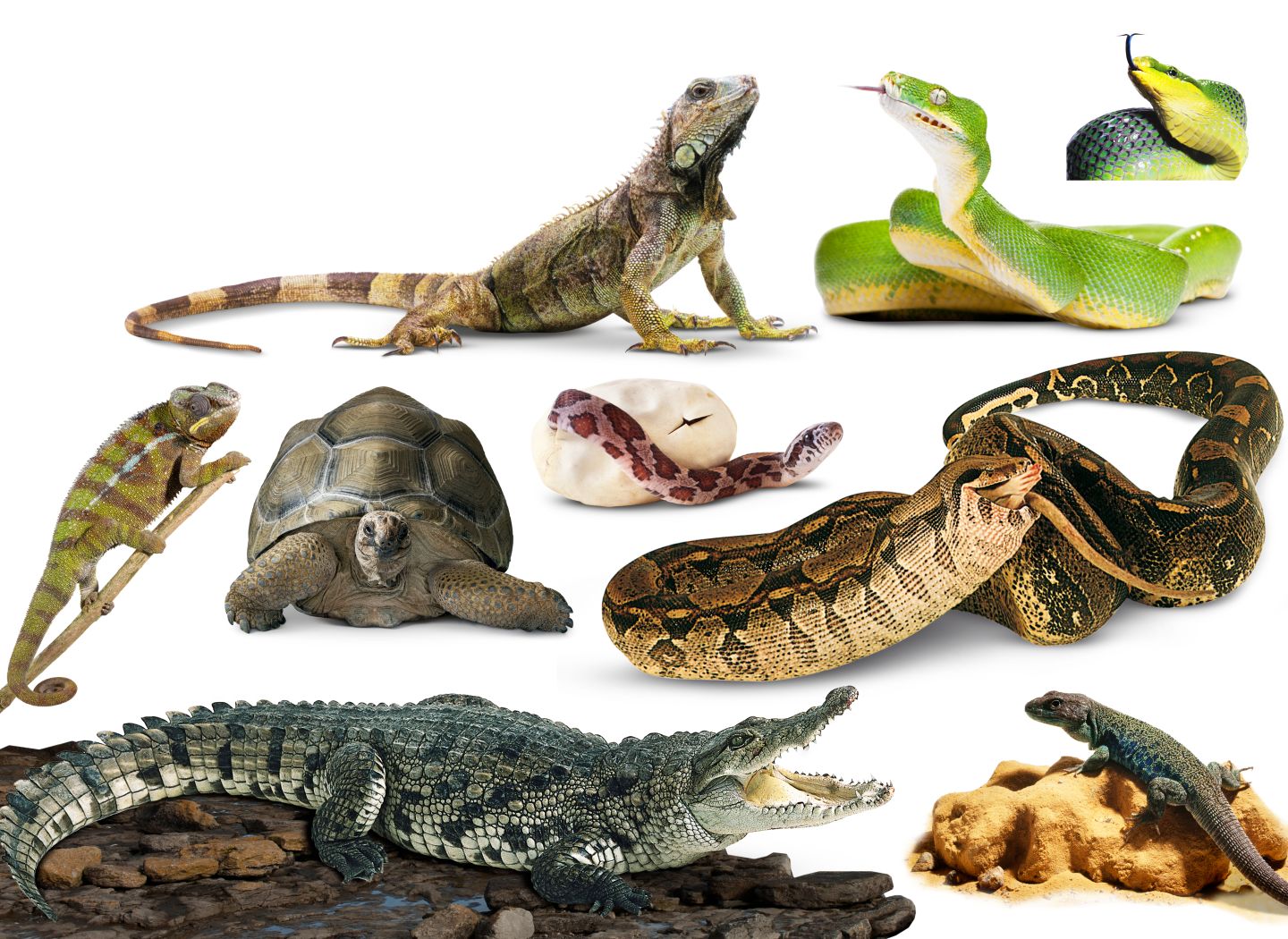 Reptiles; Reptilia