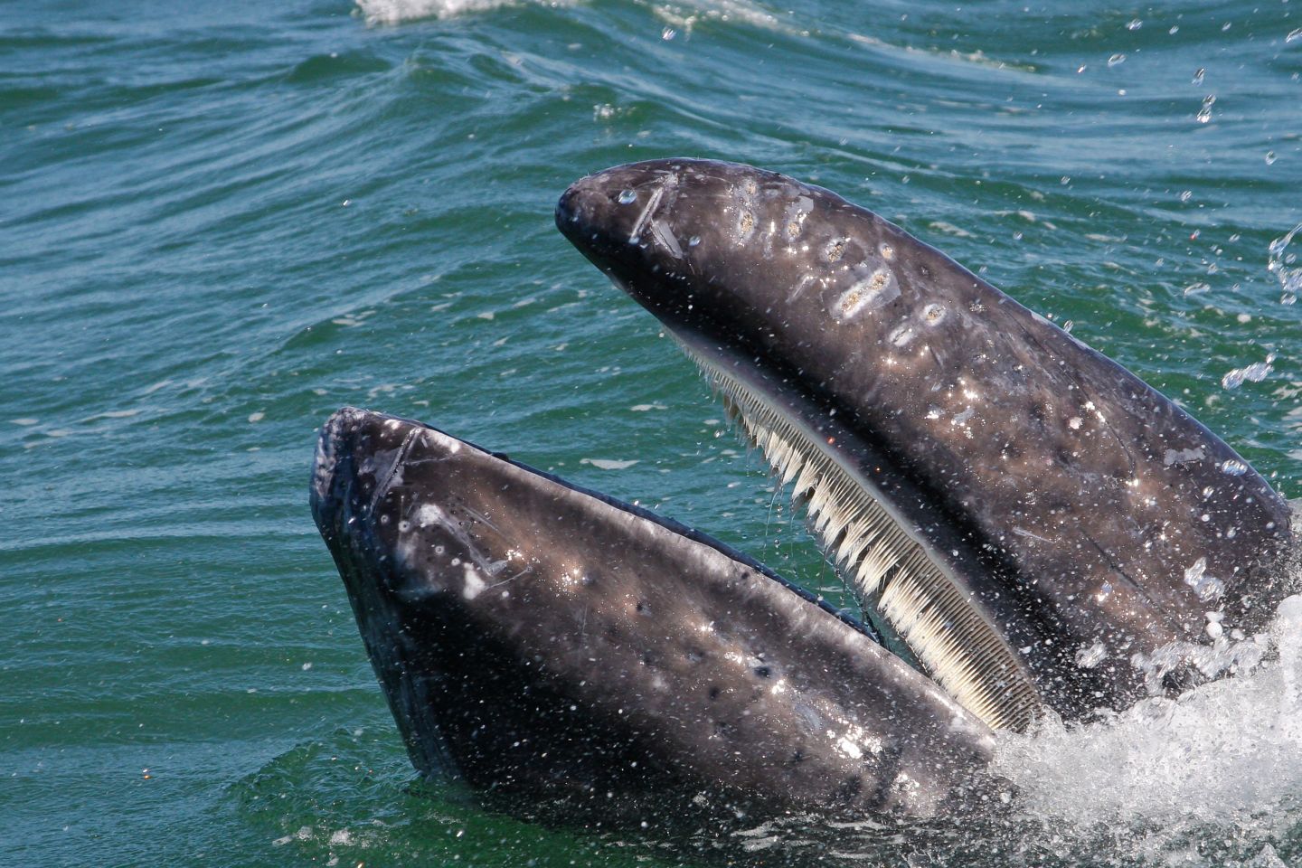 baleen whale