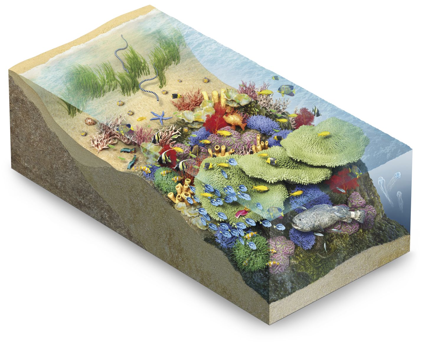 DK Find Out! Fun Facts for Kids on Animals, Earth, History and more!