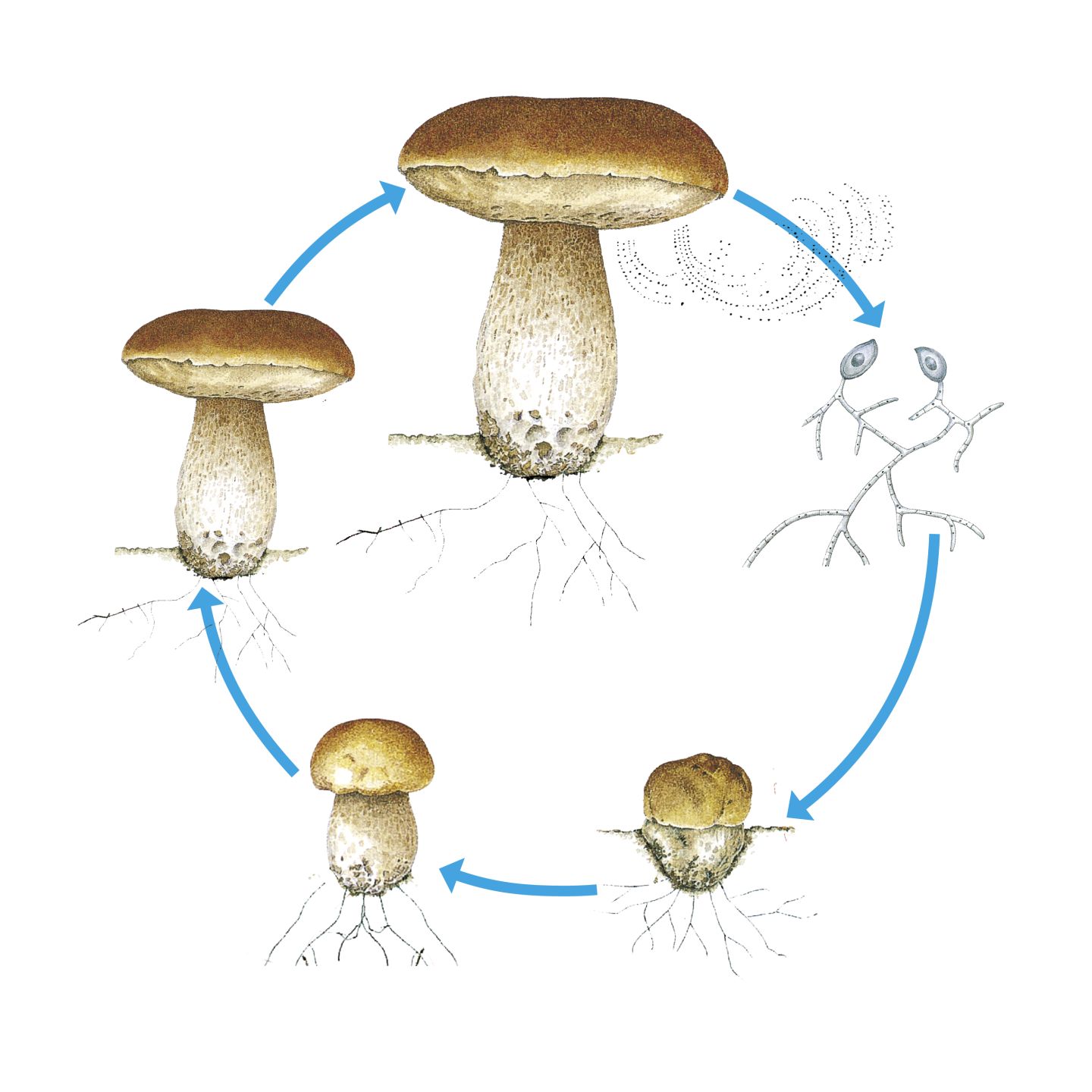DK Find Out! | Fun Facts for Kids on Animals, Earth ... death cap mushroom life cycle diagram 