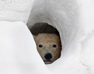 Image result for polar bears