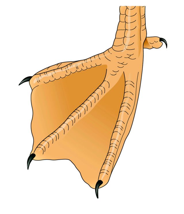 DK Find Out! Fun Facts for Kids on Animals, Earth, History and more!