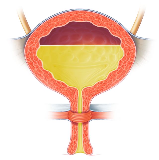How The Bladder Works Bladder Facts DK Find Out