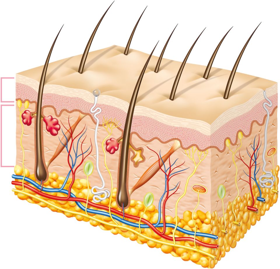 DK Find Out! Fun Facts for Kids on Animals, Earth, History and more!