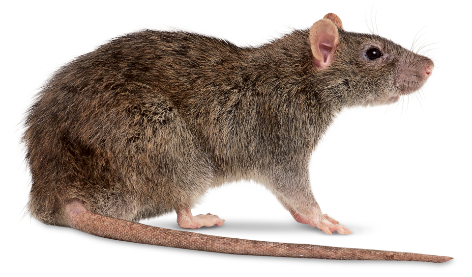 Image result for Rat