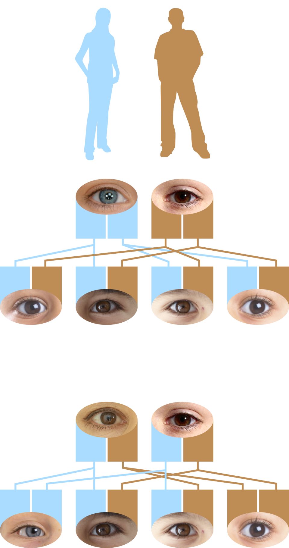 Are hazel eyes dominant or recessive?