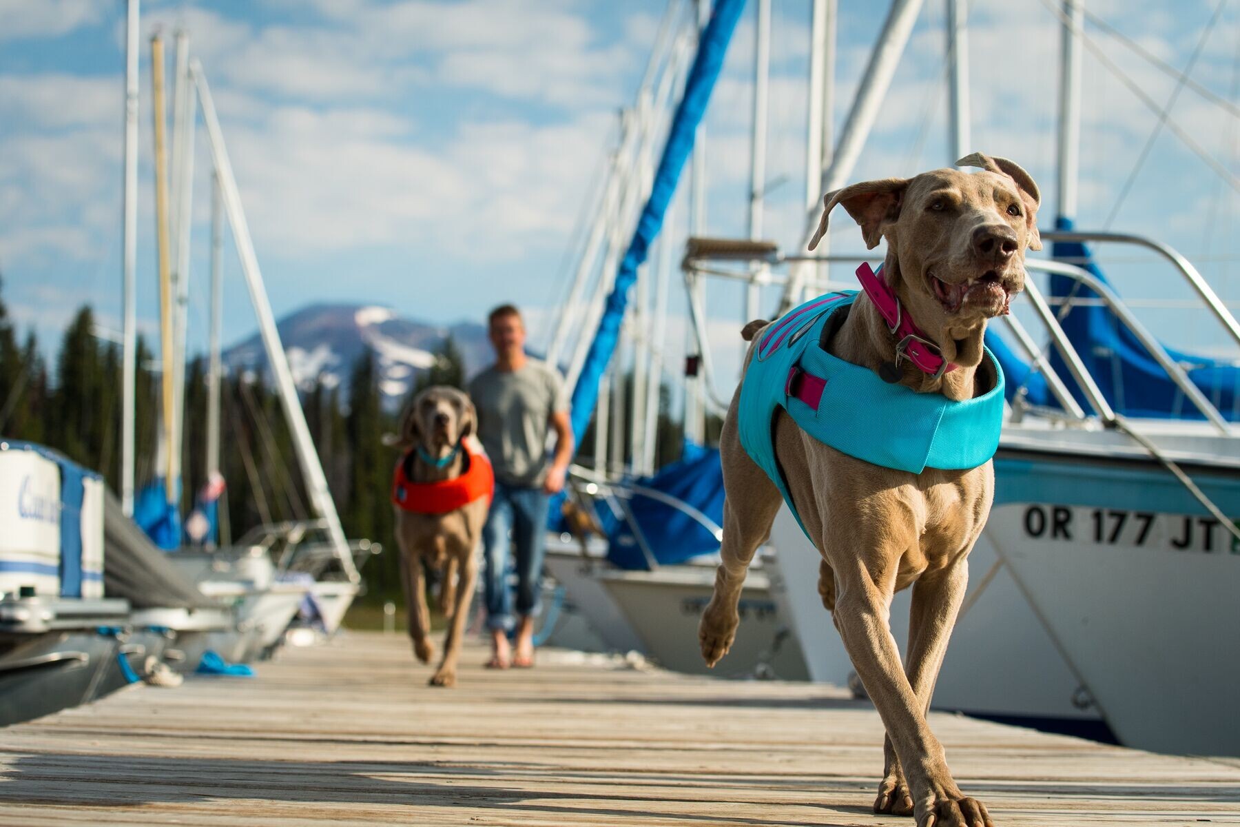 Rampa telescopica per cani - Accessorio per il trasporto dei cani