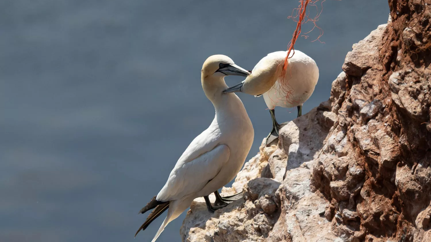 Petizione: la Fondazione vuole vietare le corde per proteggere gli animali  marini