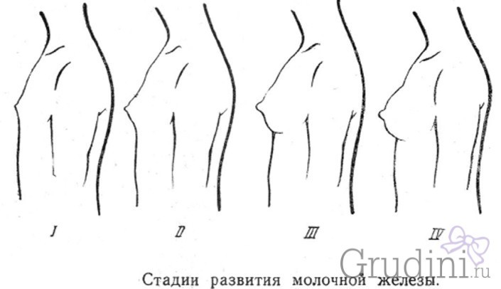 Как растет грудь у девочки