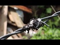 Ants 12672