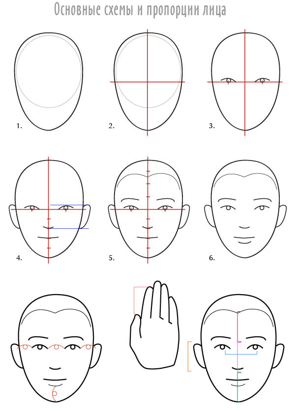 схемы и пропорции лица