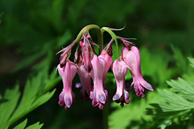 Dicentra eximia