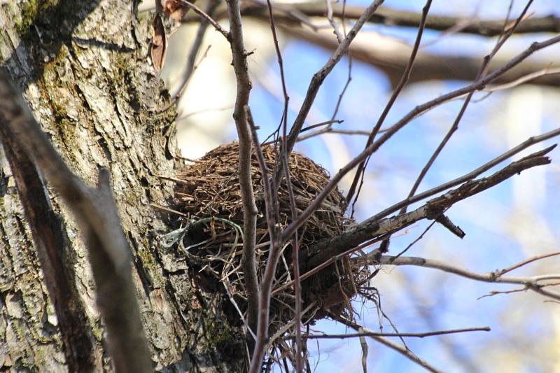 Гнездо дрозда на дереве: белобровика (Turdus iliacus) или рябинника (Turdus pilaris)