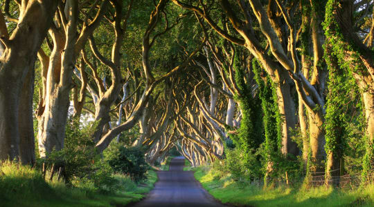 Photo of Dark Hedges