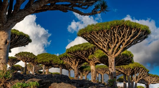 Photo of Socotra