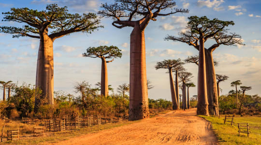 Photo of Avenue of the Baobabs