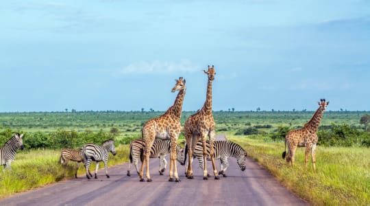 Photo of Kruger National Park