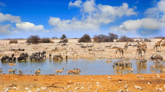 Photo of Etosha National Park