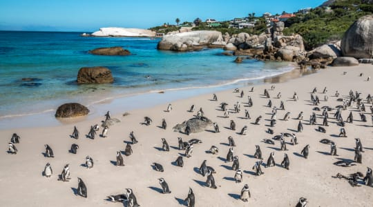 Photo of Boulders beach