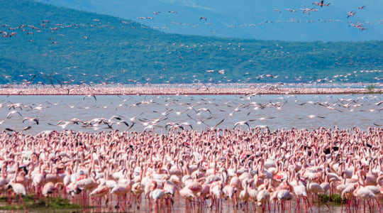 Photo of Lake Nakuru