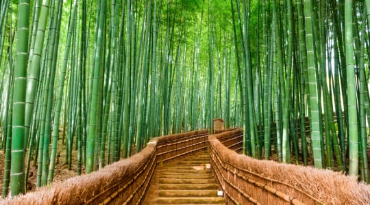Photo of Bamboo forest Arashiyama