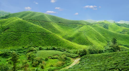 Photo of Cameron Highlands