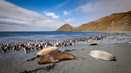 Photo of Macquarie island