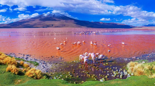 Photo of Laguna Colorada