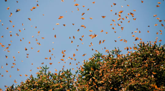 Photo of Monarch Butterfly Biosphere Reserve